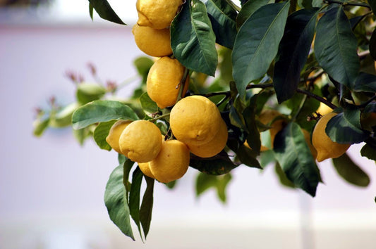 Perché comprare la frutta italiana?