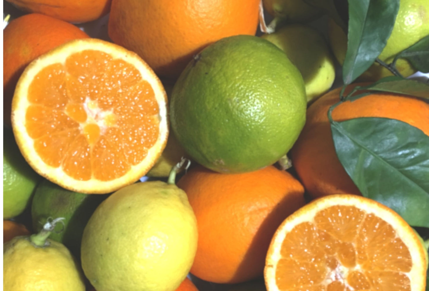 agrumi biologici