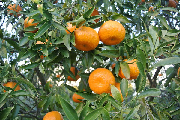 clementine biologiche