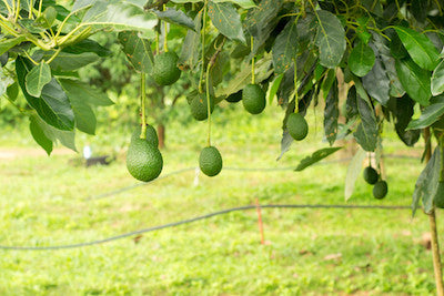 pianta avocado