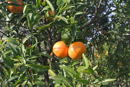 mandarino senza semi