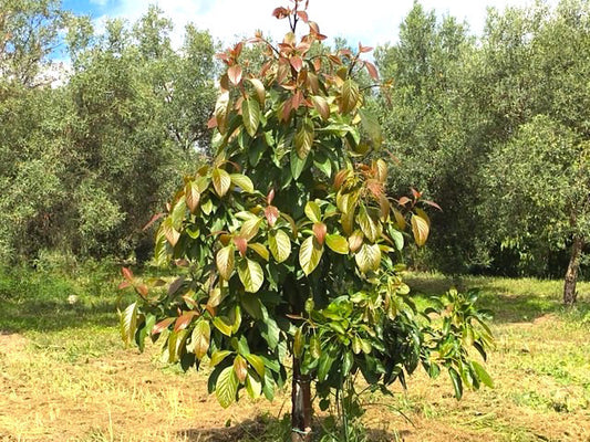 Avocado: pianta