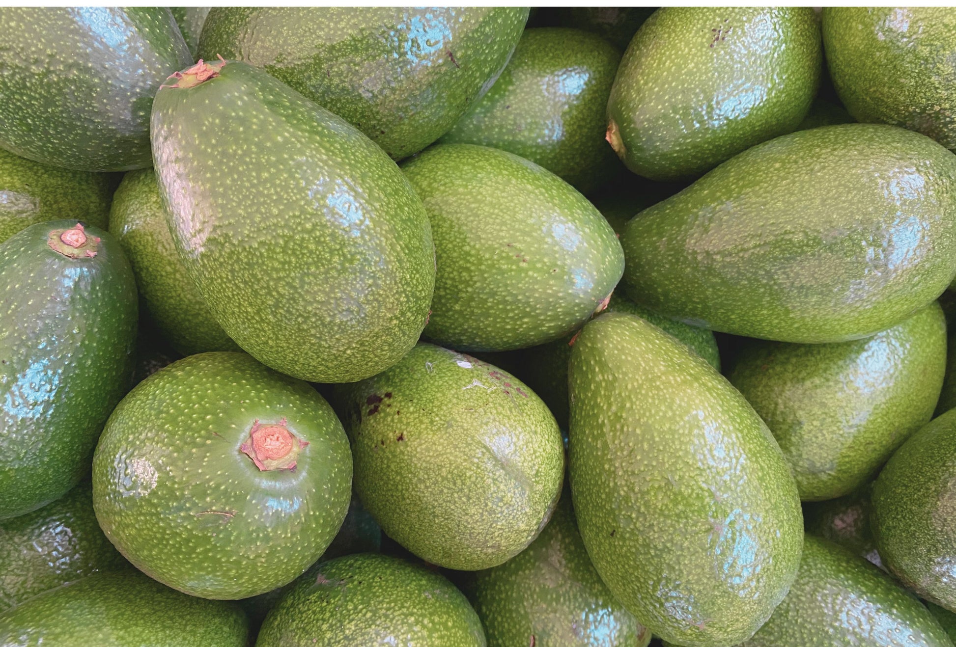 Avocado Bacon Biologici