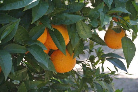 vendita arance valencia biologiche