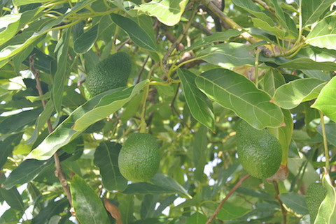 Avocado Hass Biologico Calabria