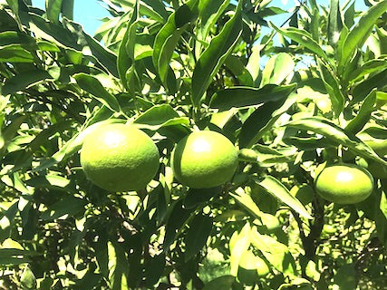 mandarini satsuma biologici