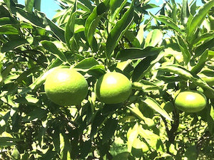 mandarini satsuma biologici