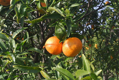 Mandarini Tardivo di Ciaculli Biologici