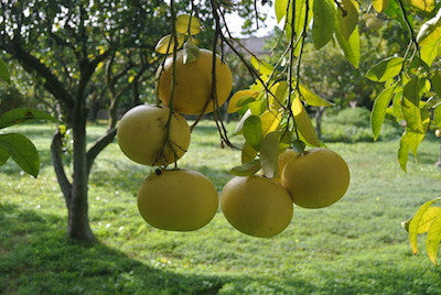 Organic Grapefruits